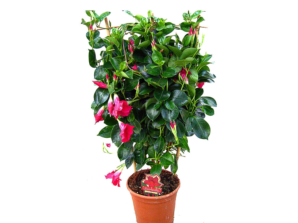dipladenia inverno DrBeckmann